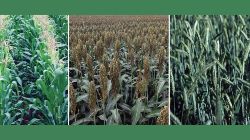 Novas matérias-primas diversificam a produção de etanol no país